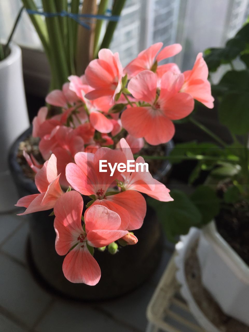 CLOSE-UP OF PINK FLOWERS BLOOMING IN PLANT