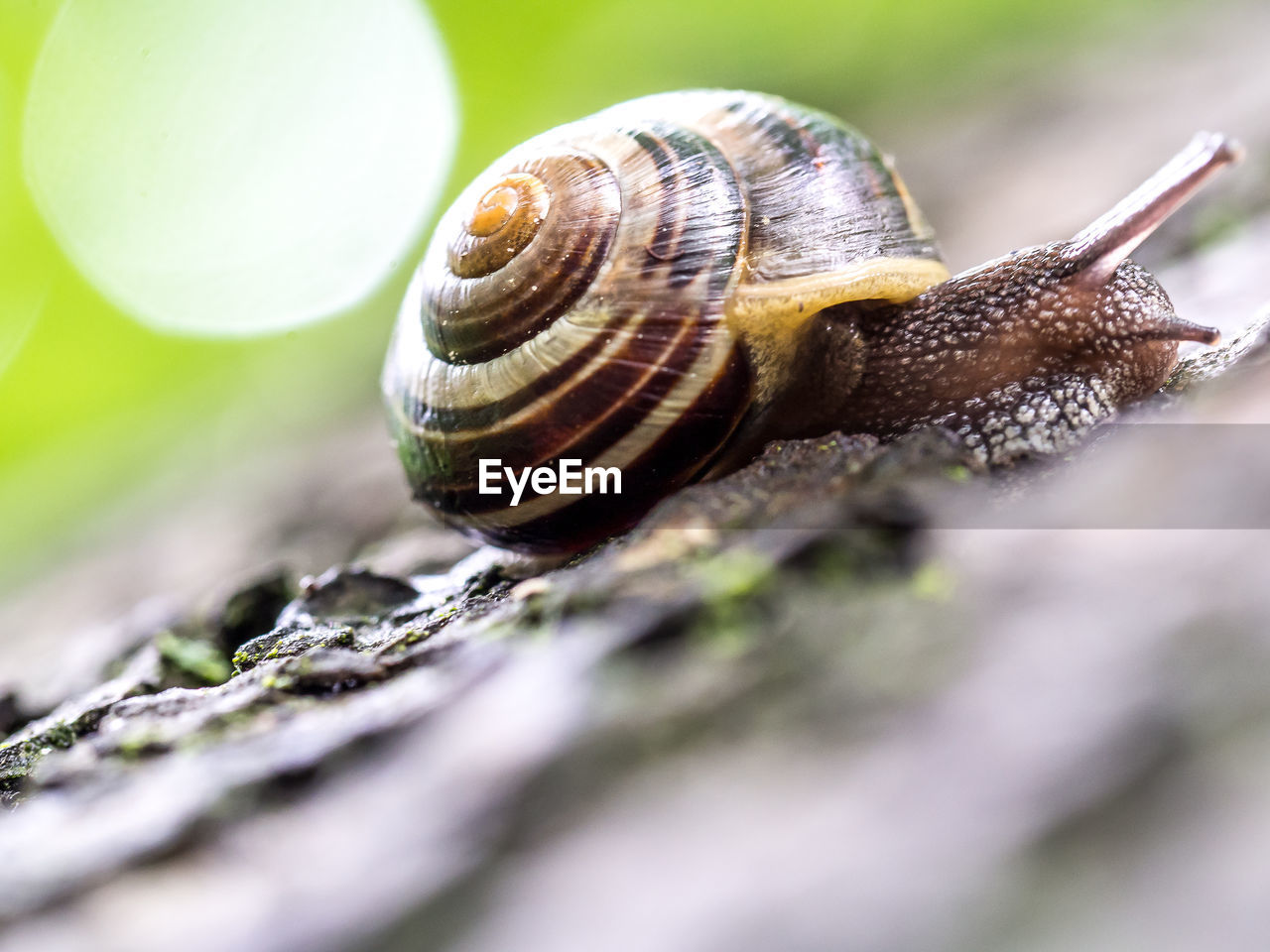 High angle close-up of snail on tree