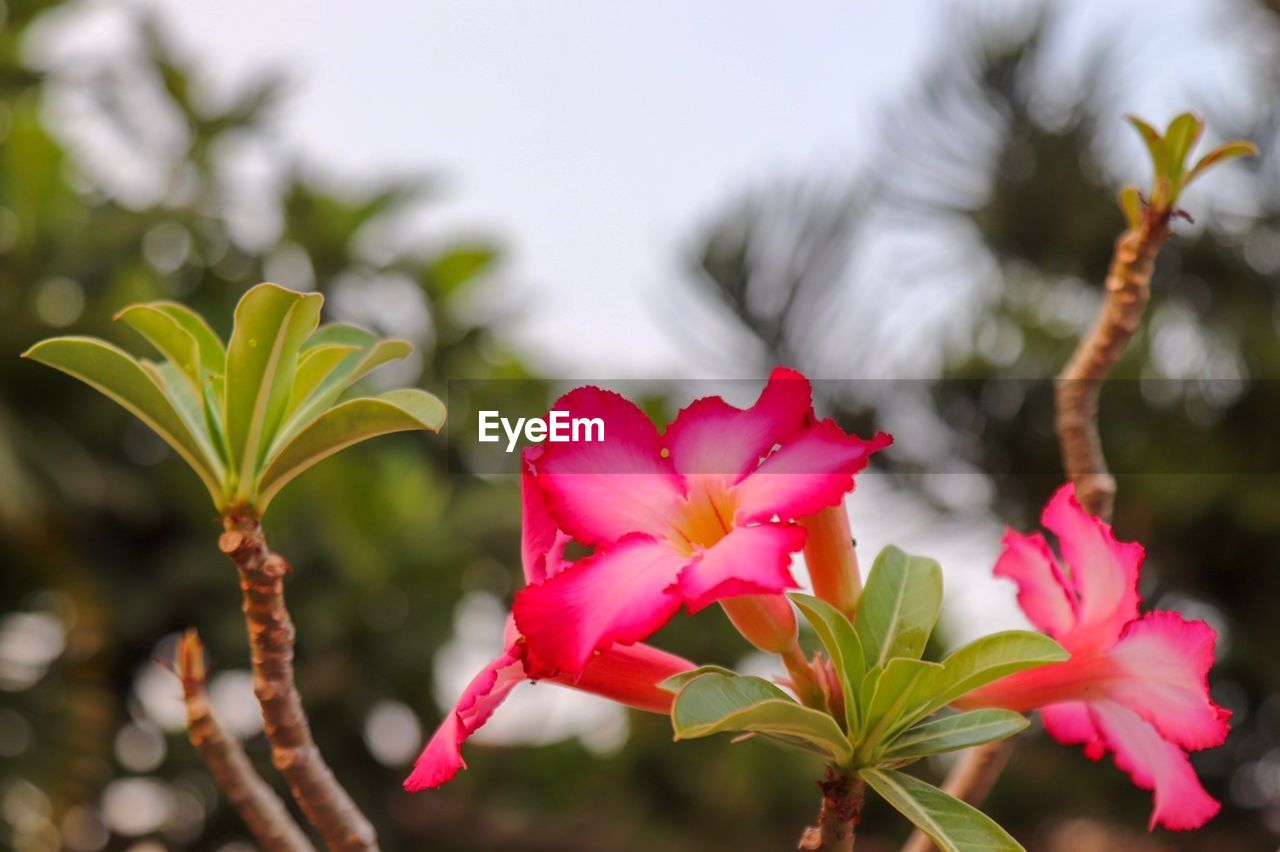 CLOSE-UP OF RED FLOWERING PLANTS