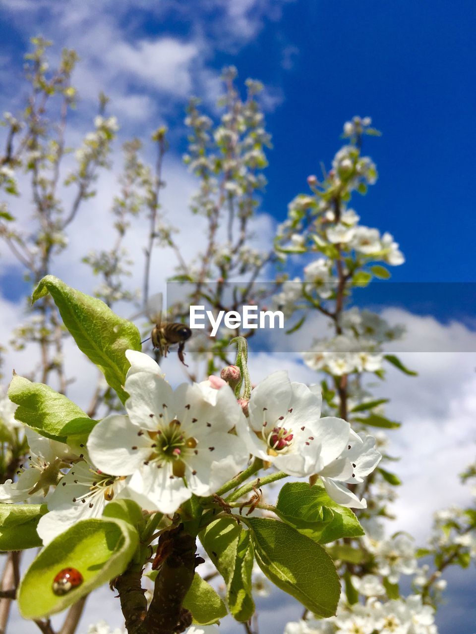 CLOSE-UP OF CHERRY BLOSSOM AGAINST SKY