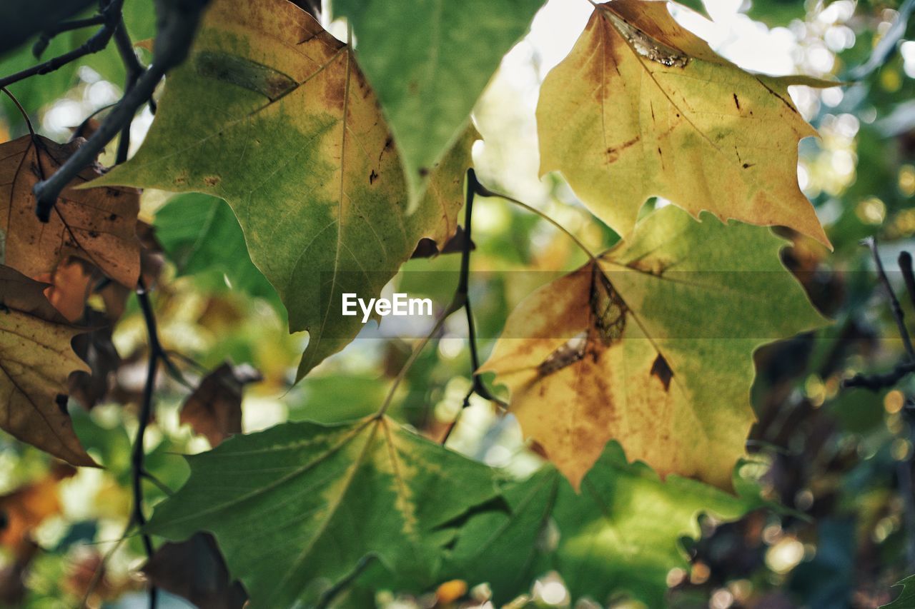 CLOSE-UP OF GREEN LEAVES ON TREE