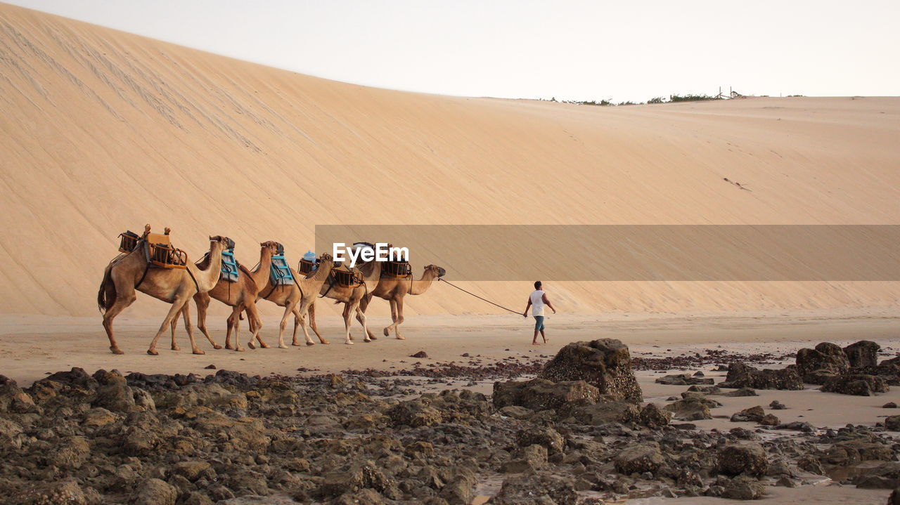 Man walking with camels at desert