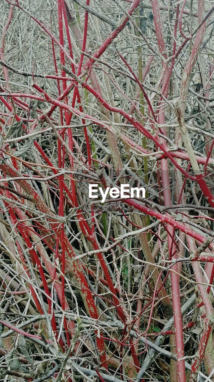 CLOSE-UP OF BARE TREE AGAINST THE SKY