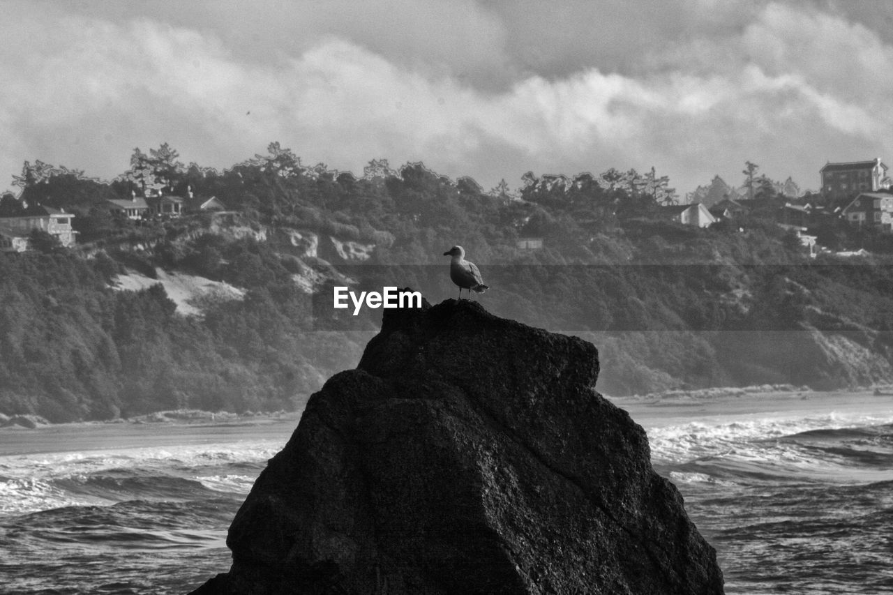 SEAGULL ON A ROCK