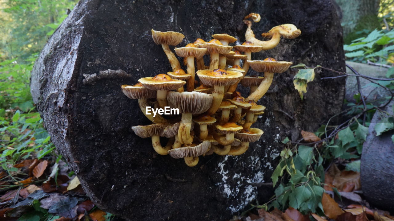 CLOSE-UP OF MUSHROOMS ON TREE TRUNK IN FOREST