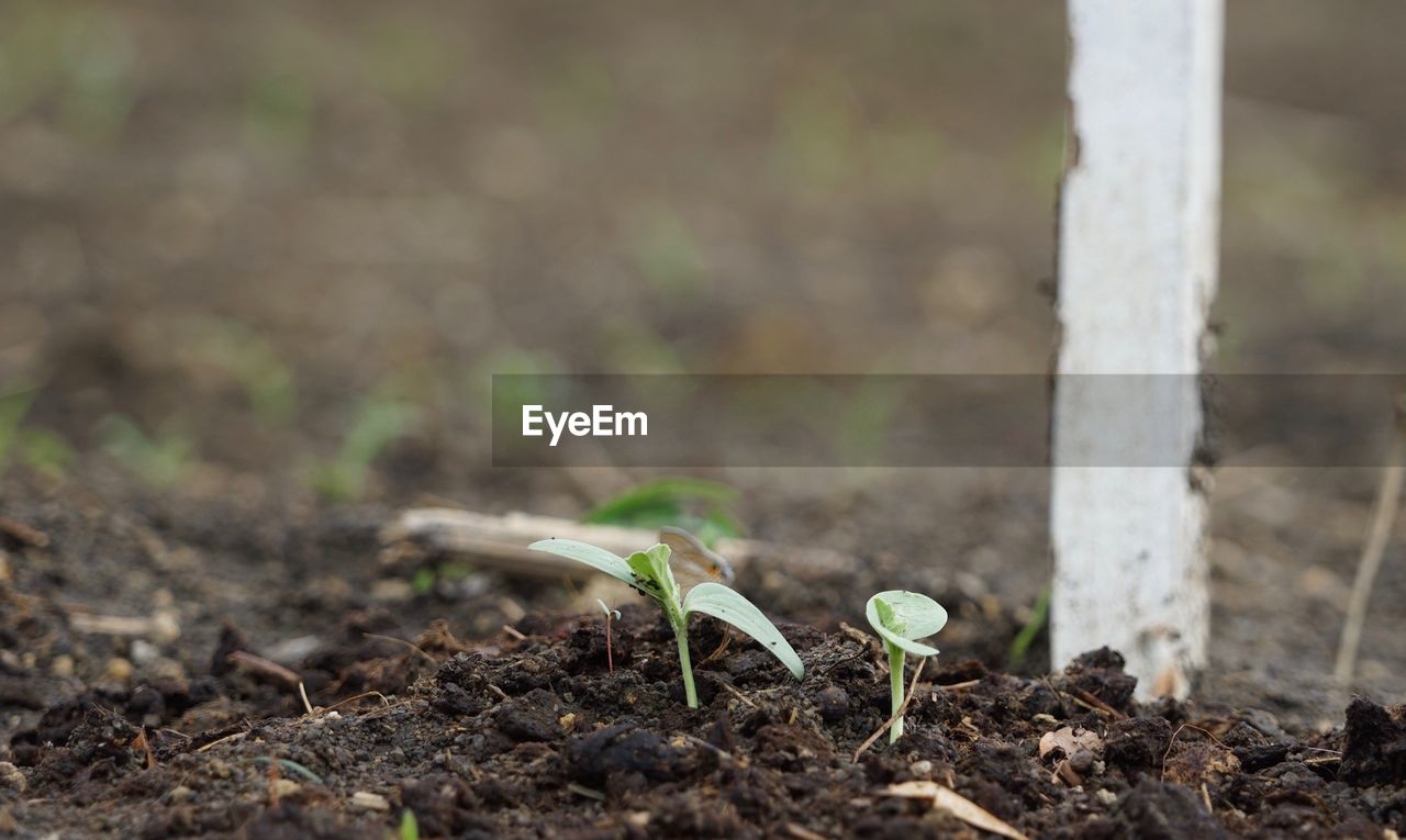 CLOSE-UP OF PLANT GROWING IN FIELD