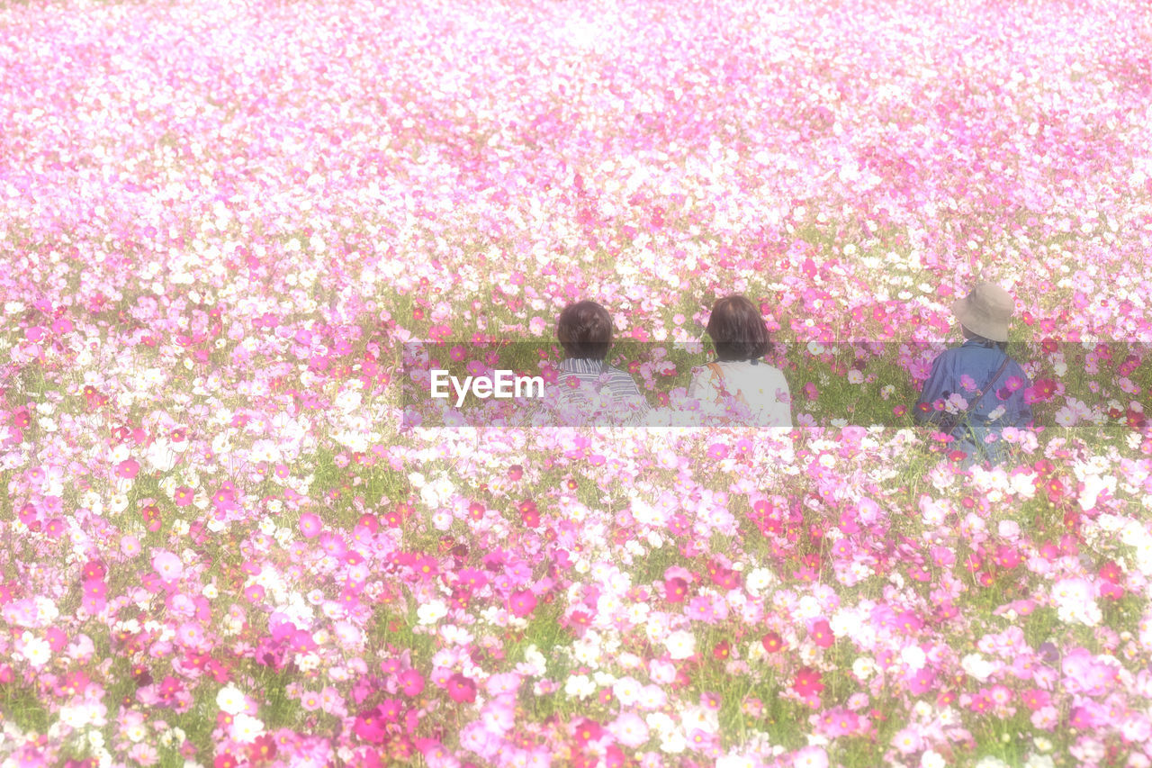 PINK FLOWERS GROWING IN PLANT