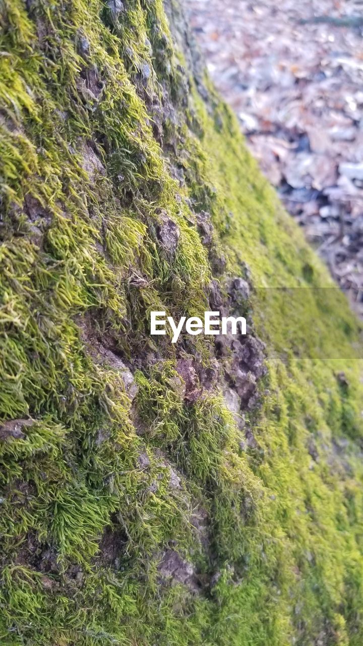 CLOSE-UP OF MOSS ON ROCKS