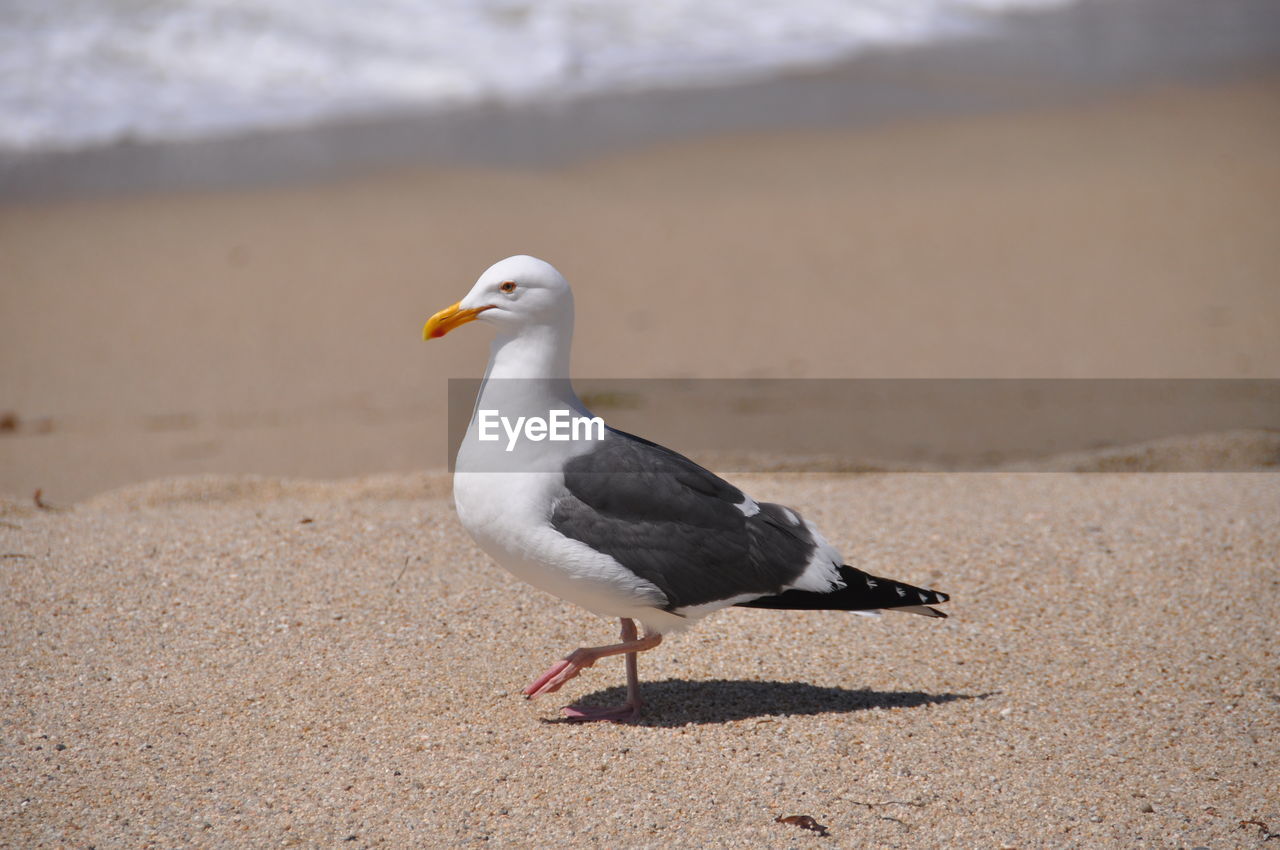 Seagull on beach by sea