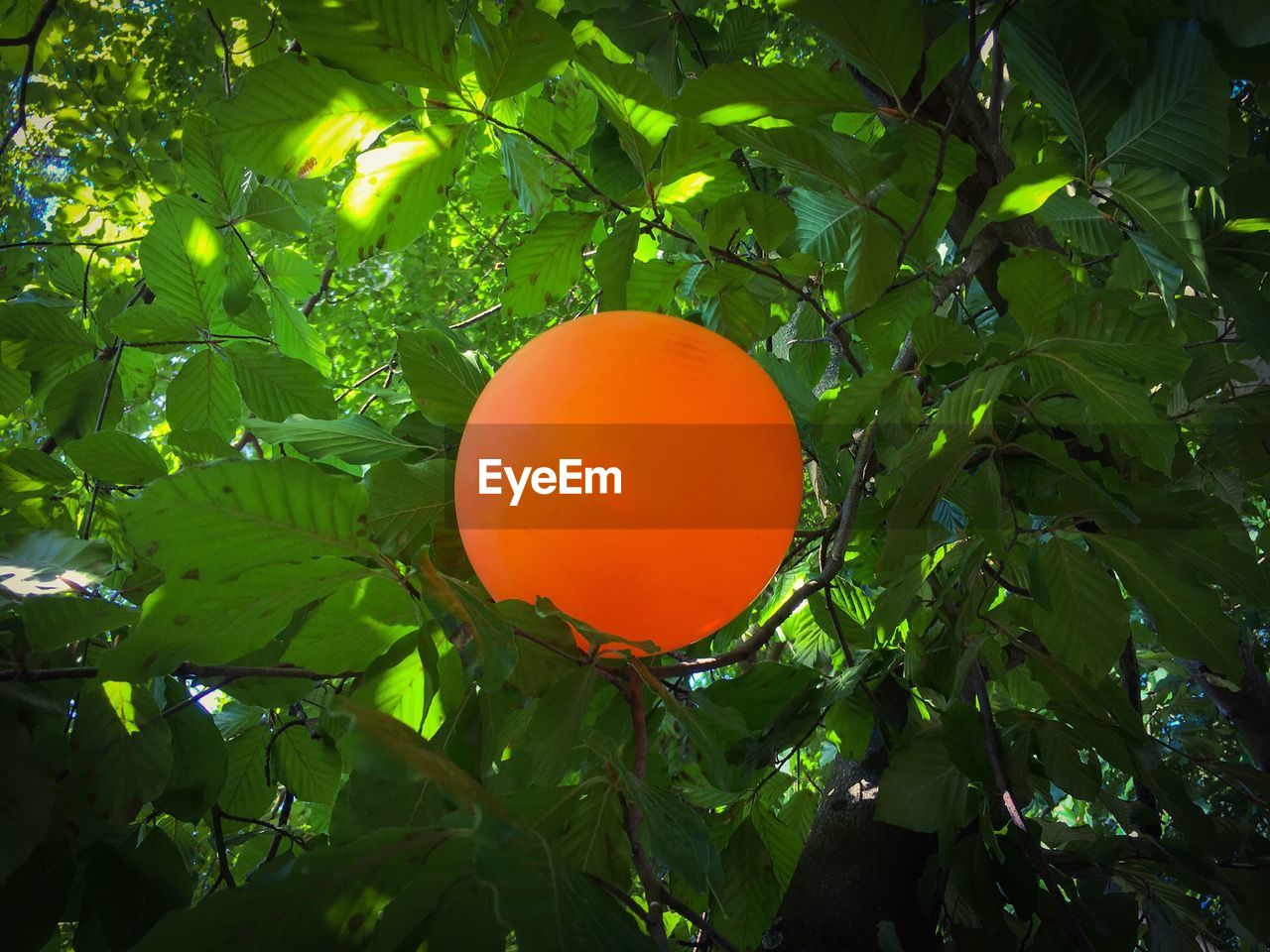 ORANGE TREE AGAINST SKY