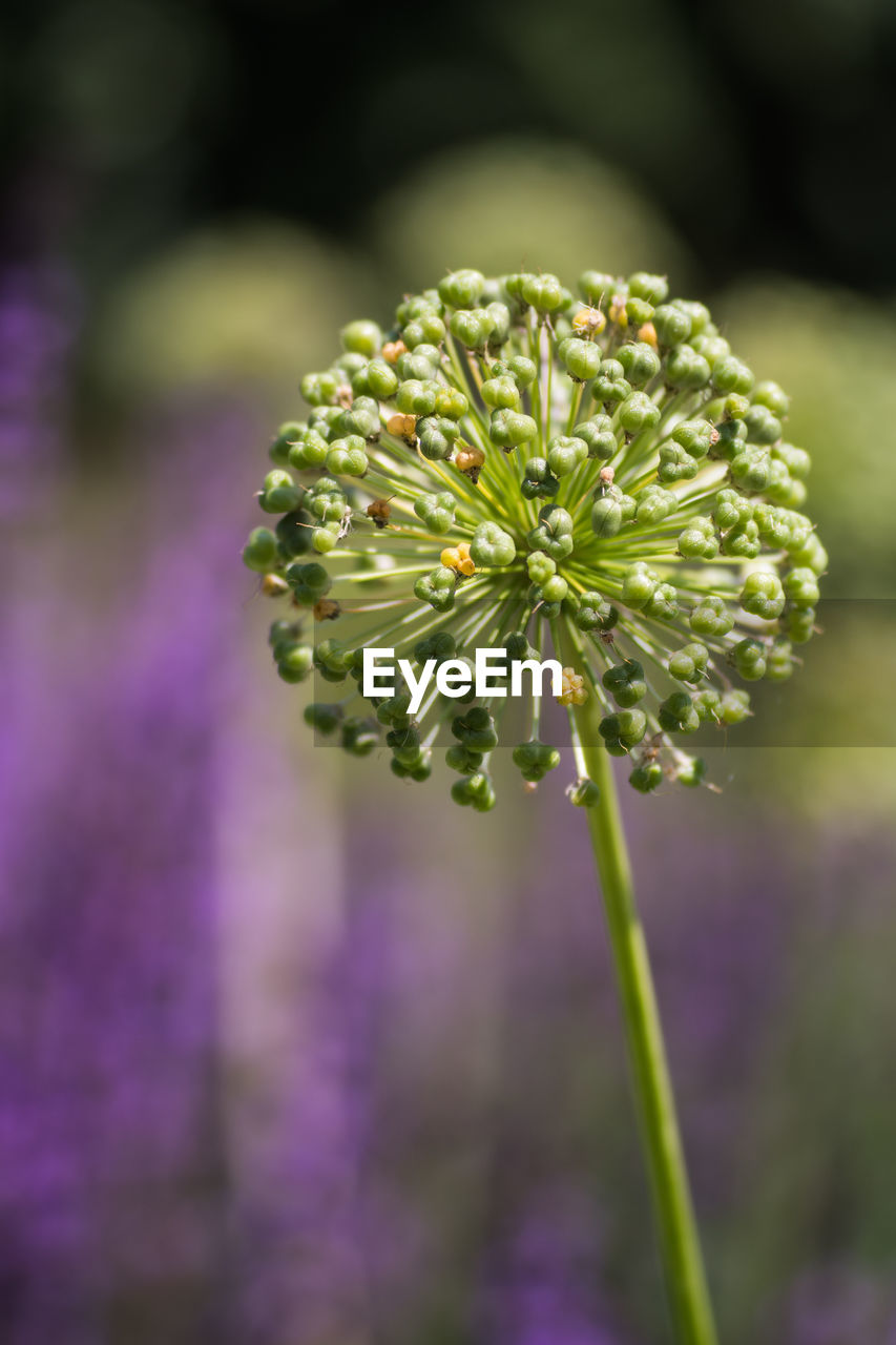 Close-up of purple flowering plant