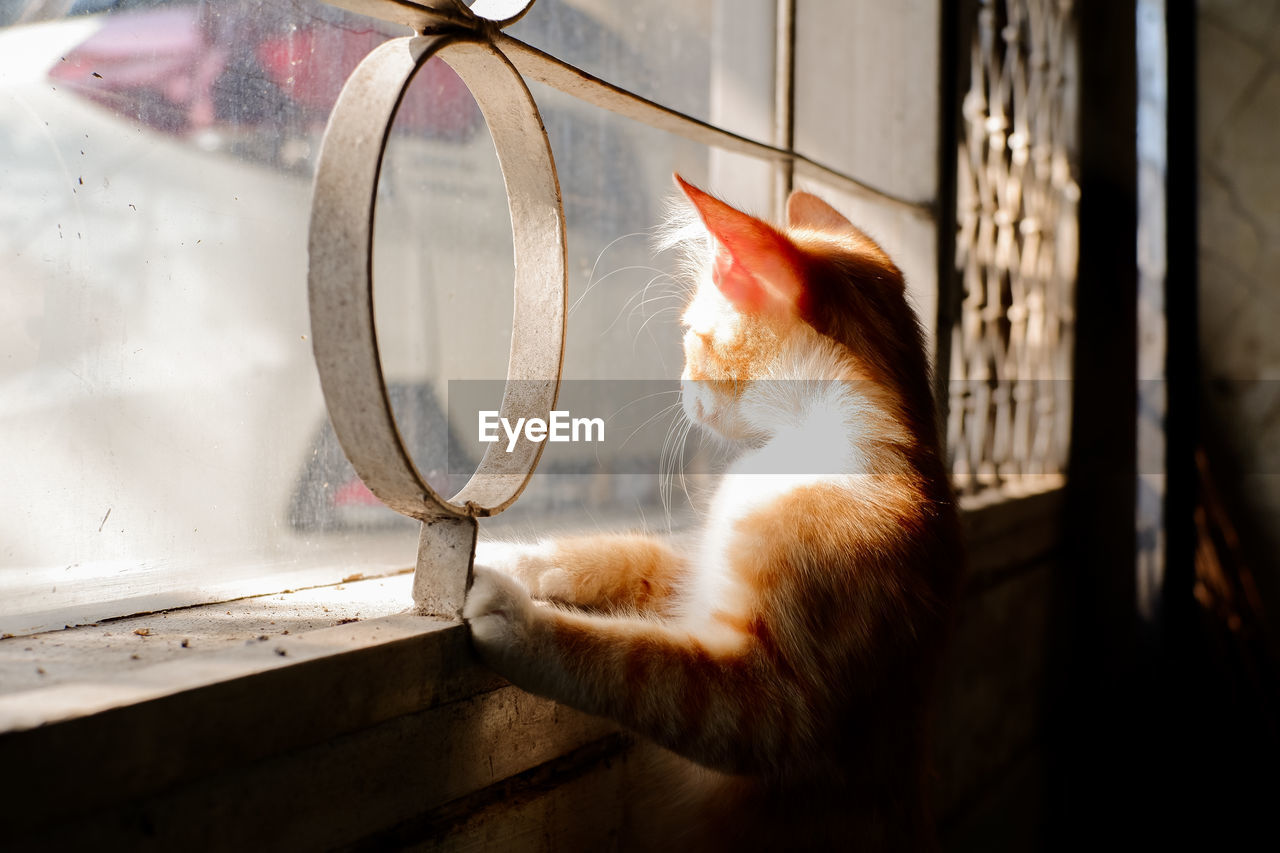 A yellow orange cat curious looking to outside the house waiting for its owner