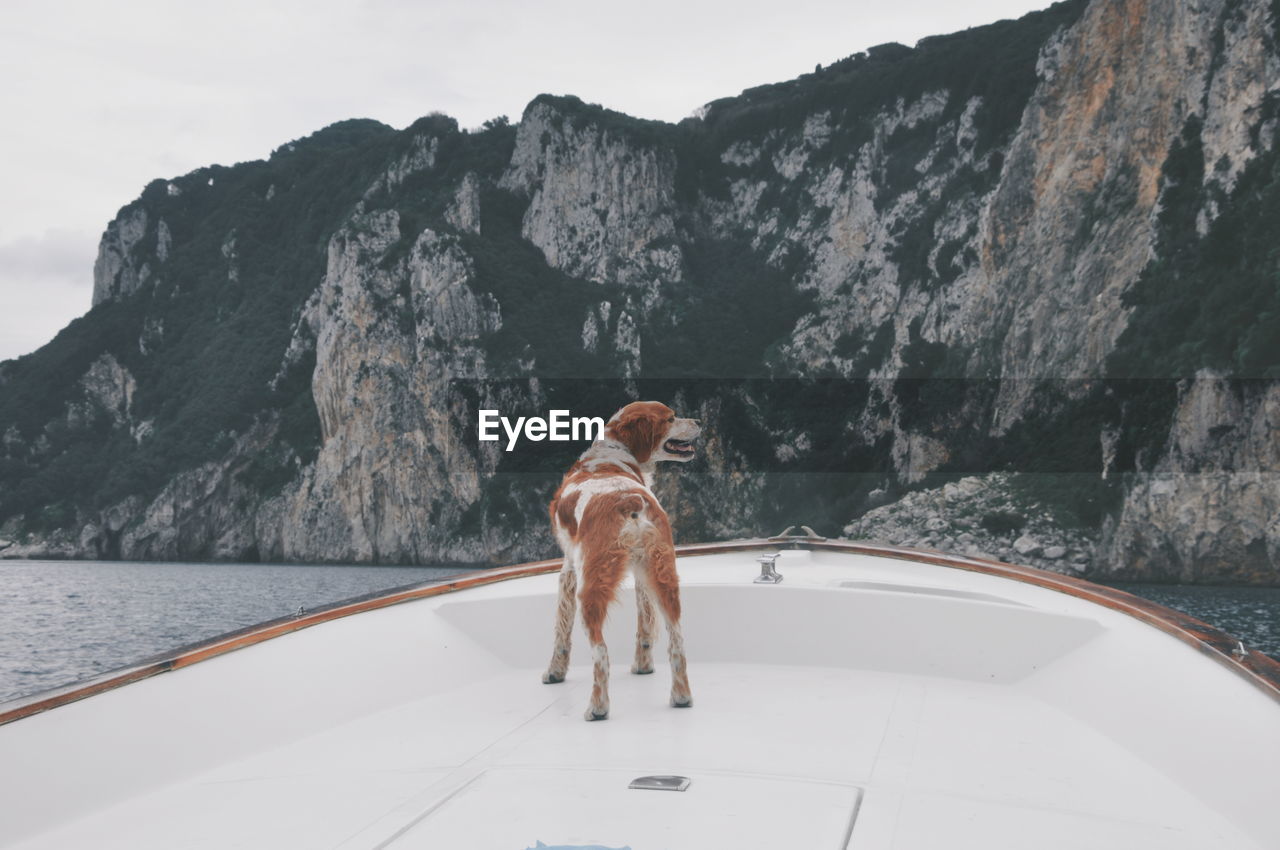 Rear view of dog on boat against mountain