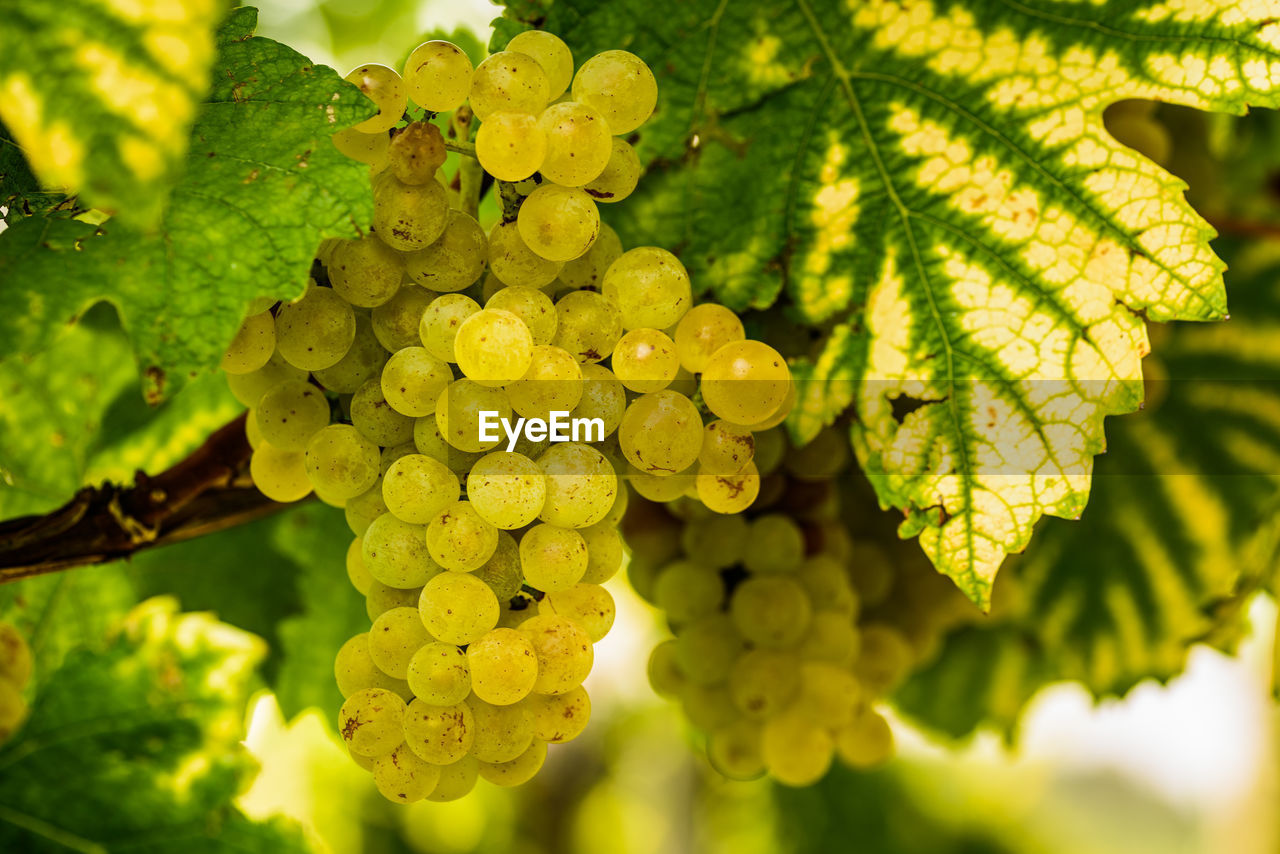 CLOSE-UP OF GRAPES GROWING ON VINEYARD