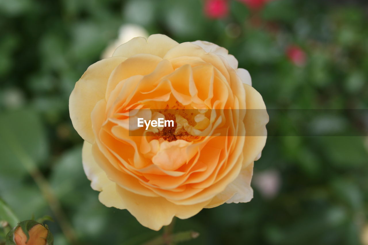 CLOSE-UP OF ROSE IN ORANGE FLOWER