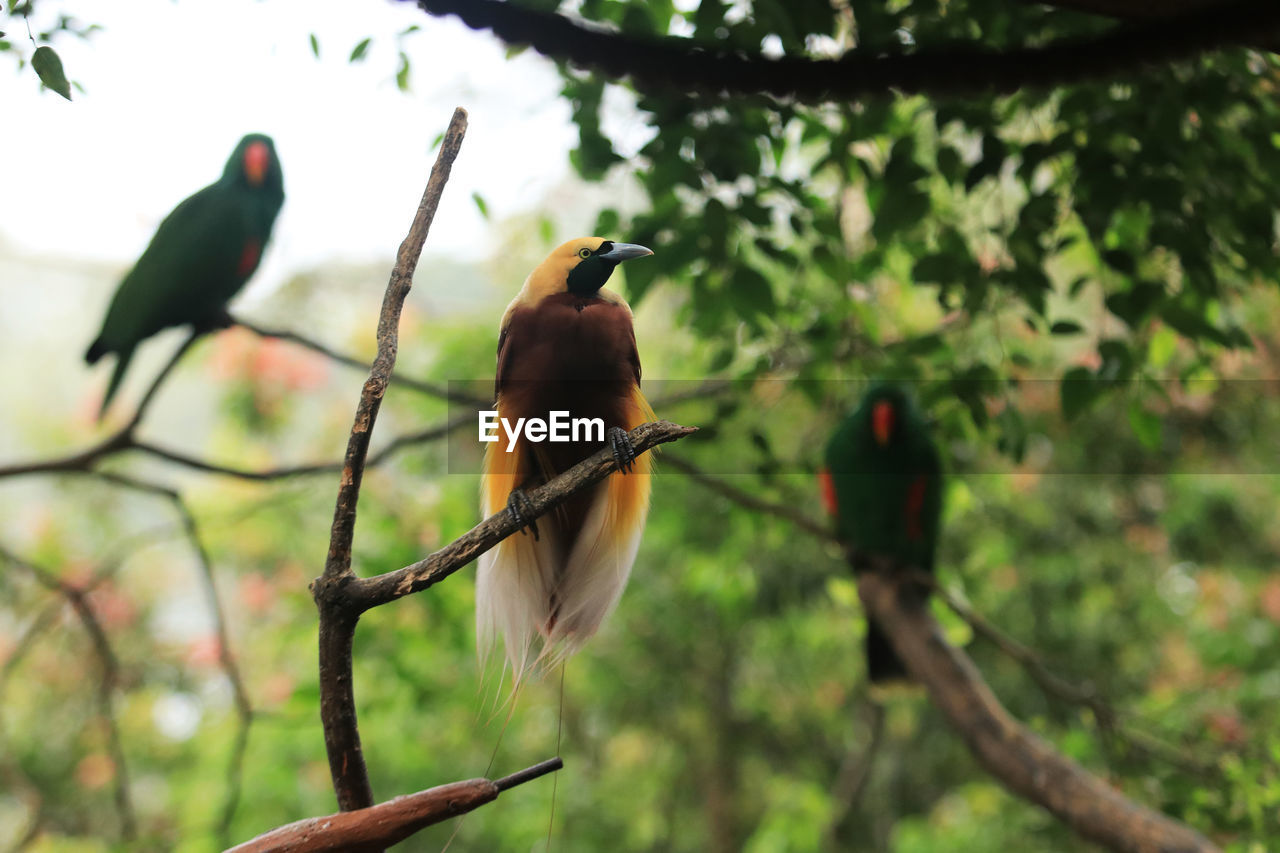 Bird perching on branch