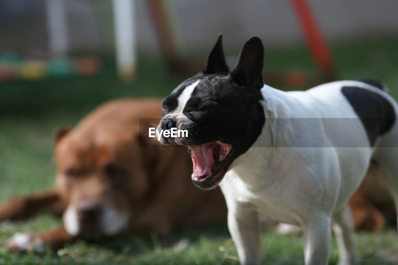 French bulldog yawning on field