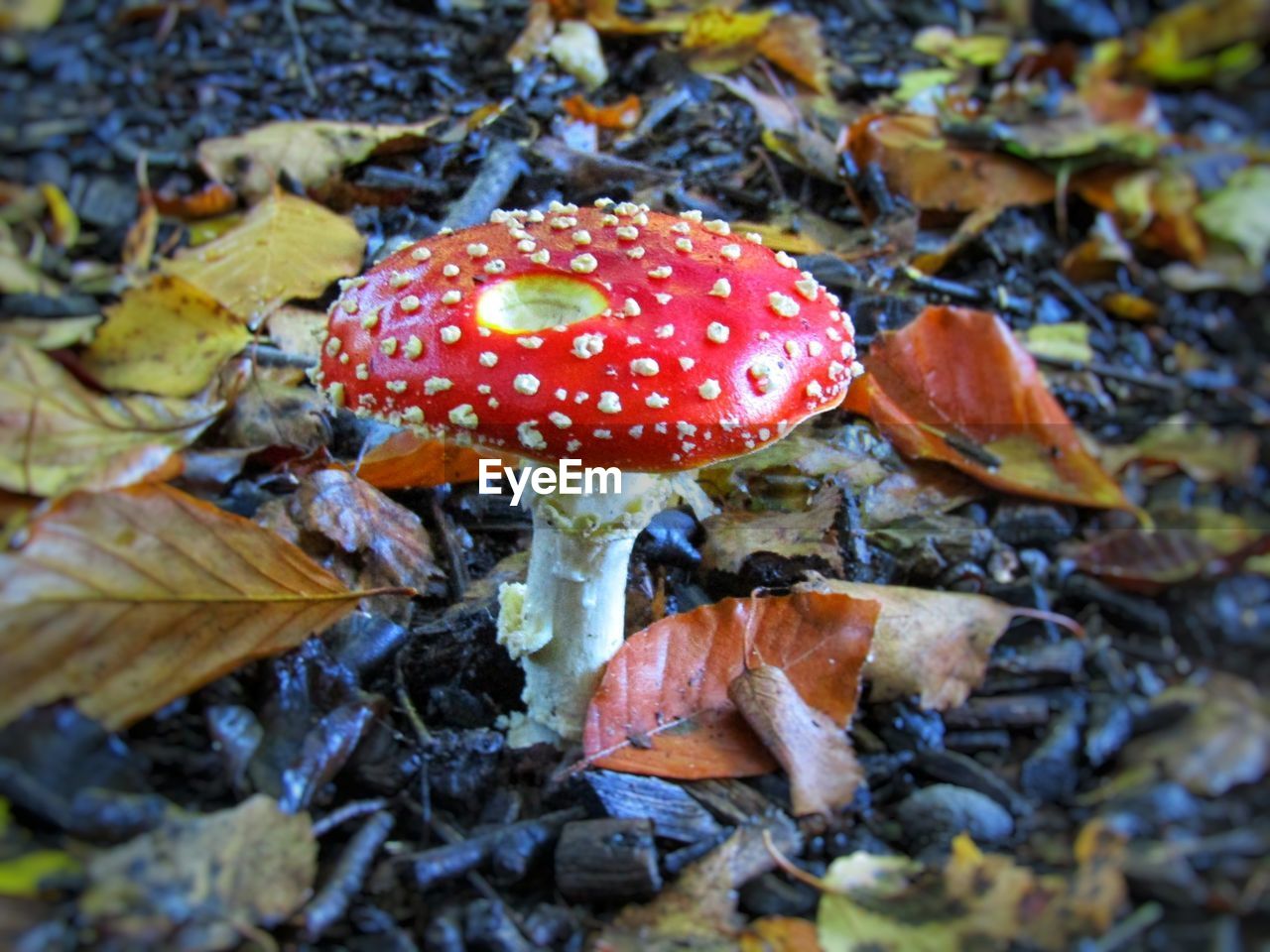 CLOSE-UP OF FLY AGARIC MUSHROOM