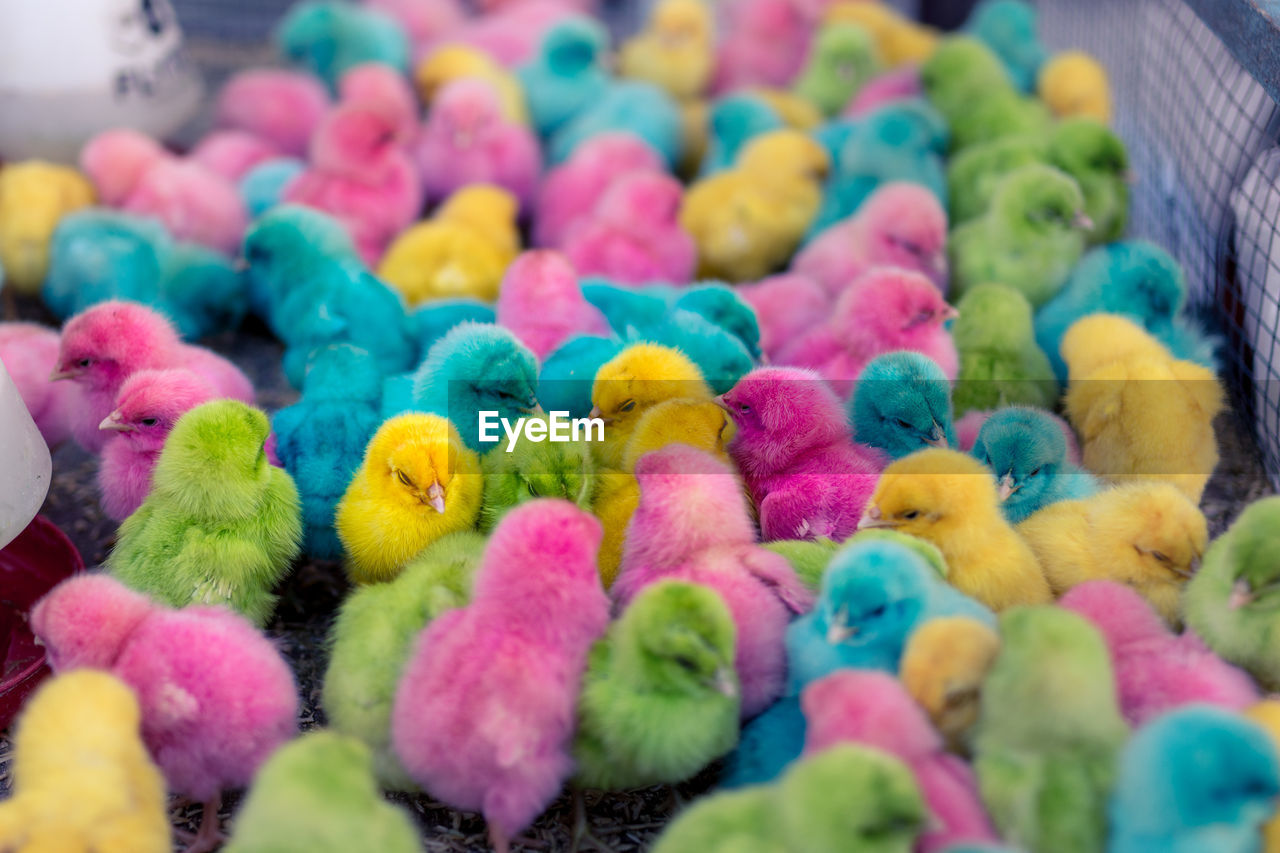 High angle view of colorful baby chickens in cage