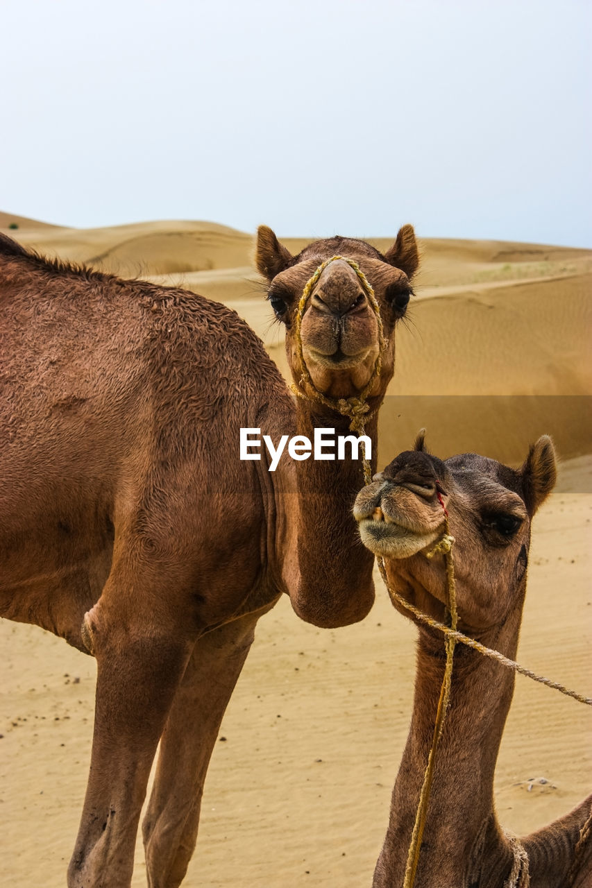 VIEW OF A HORSE ON DESERT