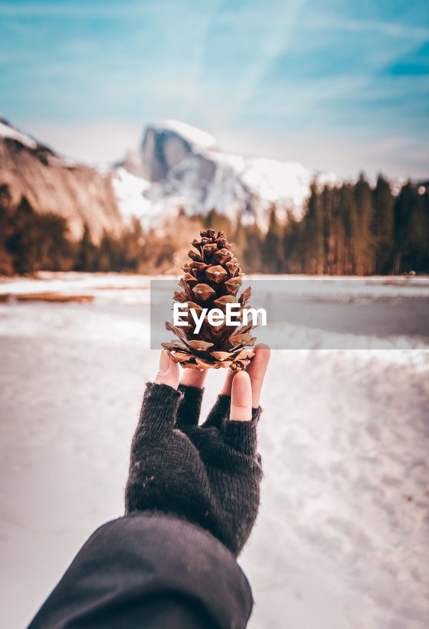 Close-up of hand holding pine cone against mountain