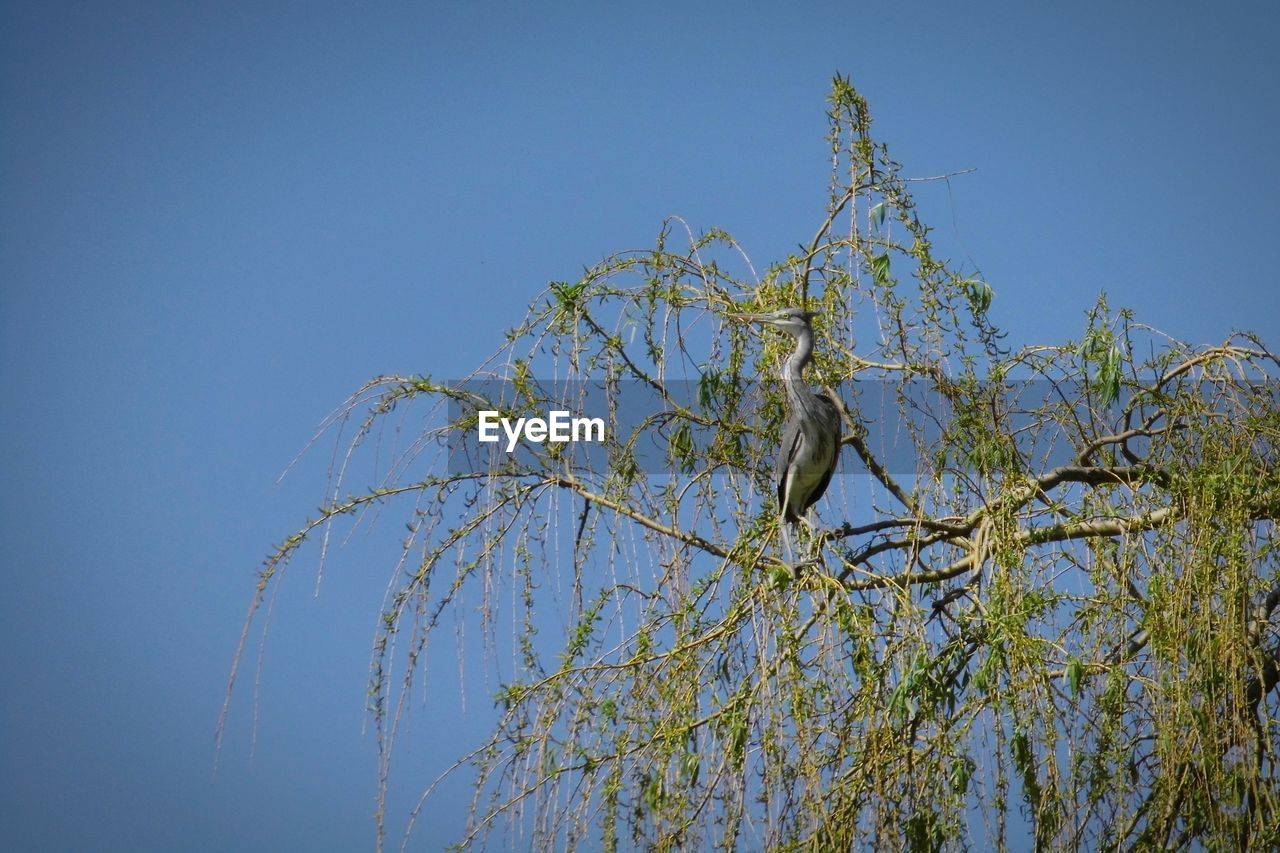 Low angle view of plant against clear blue sky