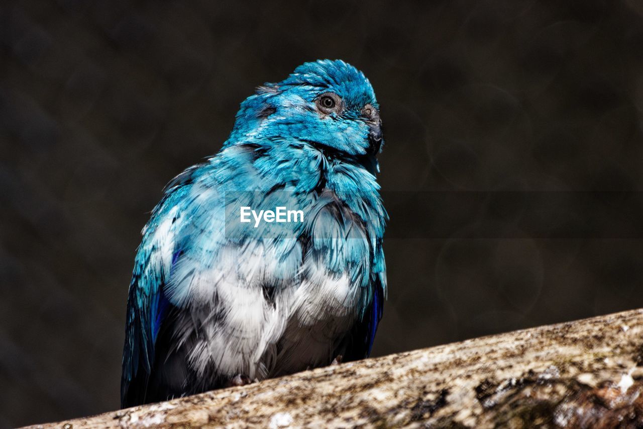 CLOSE-UP OF BIRD