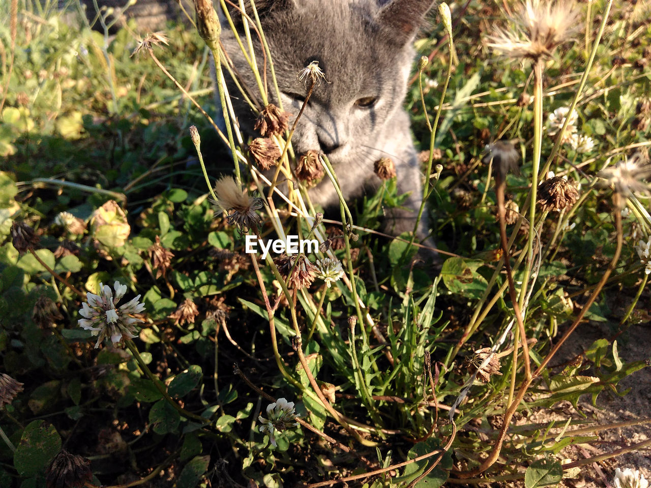 CLOSE-UP OF RABBIT ON GRASS