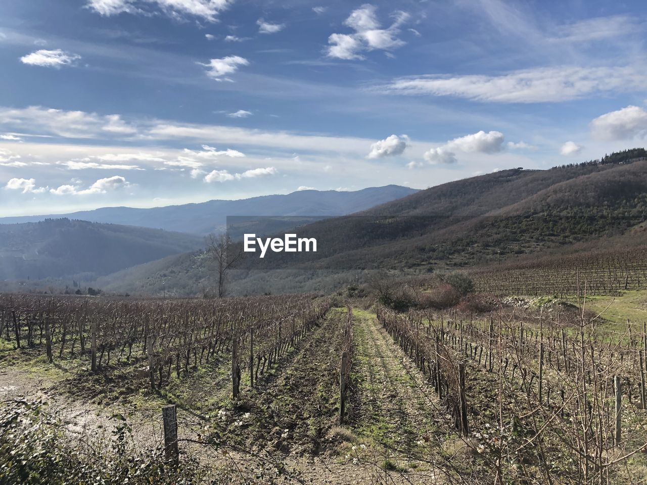 Scenic view of vineyard against sky