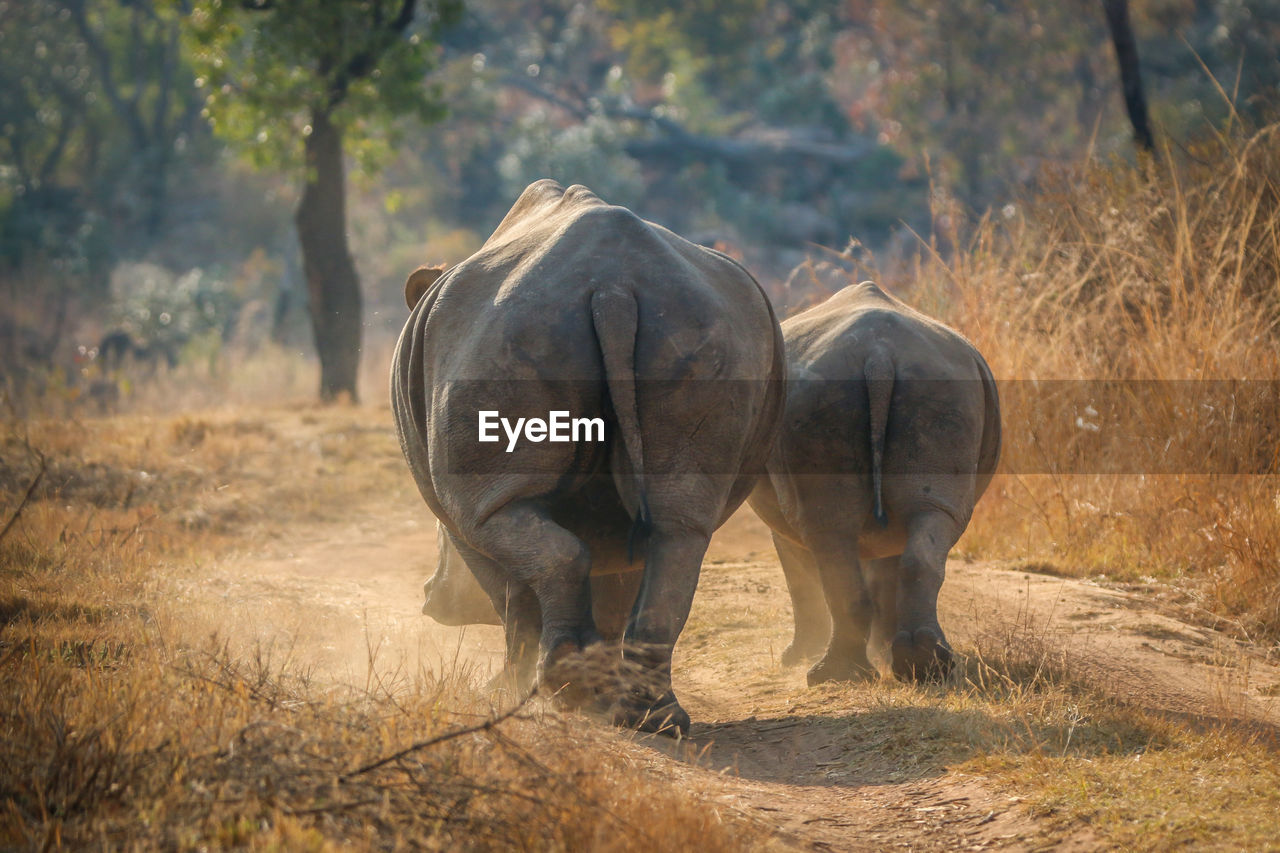 VIEW OF ELEPHANT IN FOREST