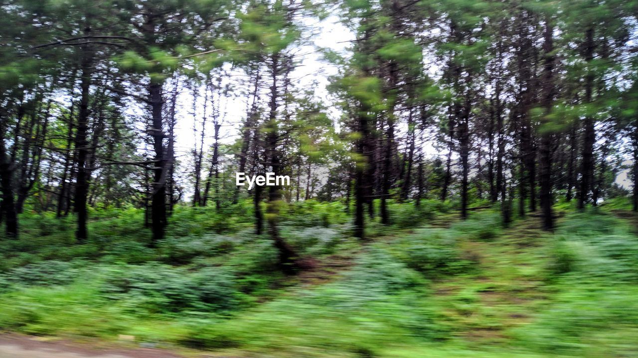 TREES GROWING IN FOREST