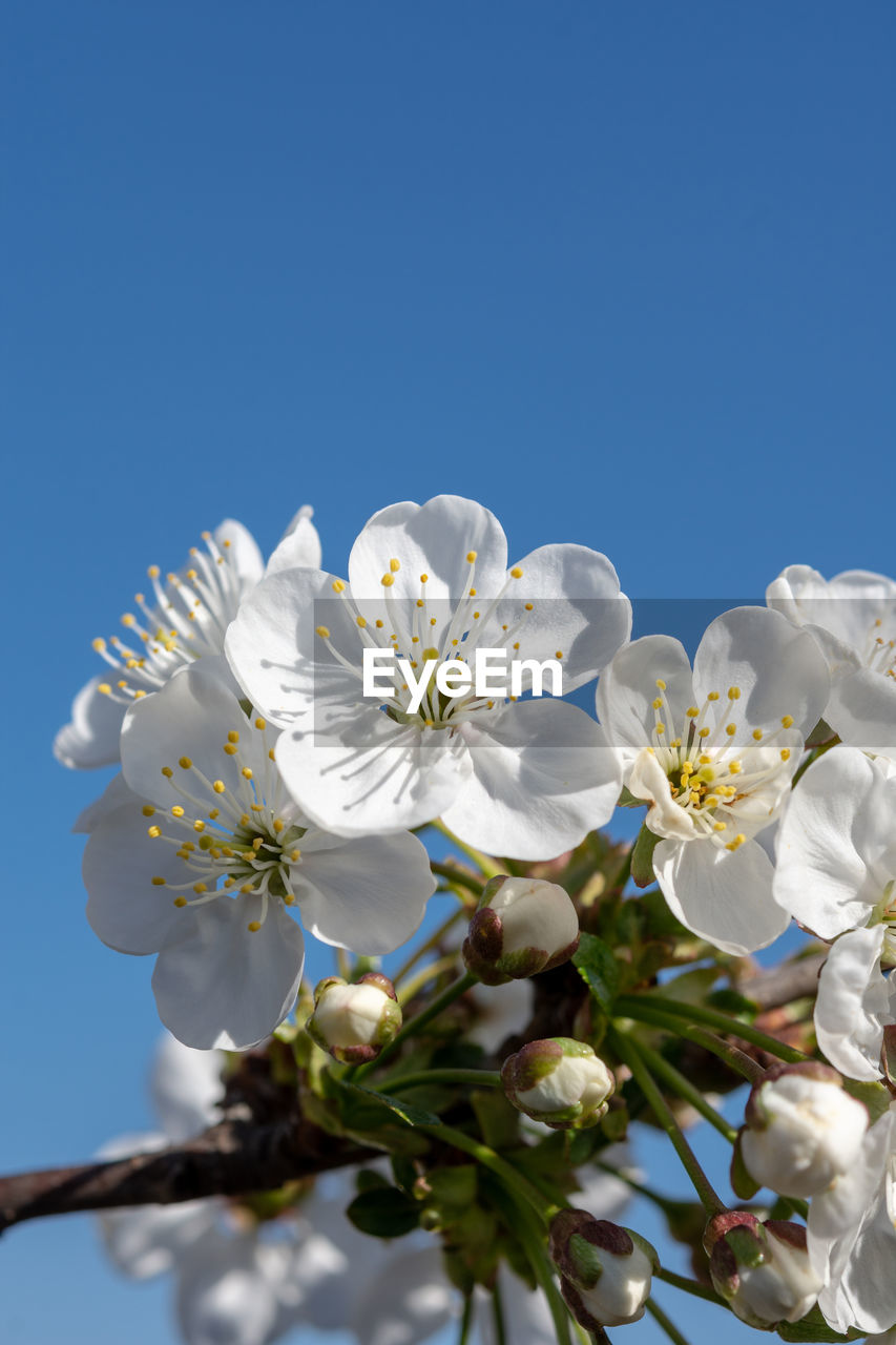 CLOSE-UP OF WHITE CHERRY BLOSSOM AGAINST CLEAR SKY
