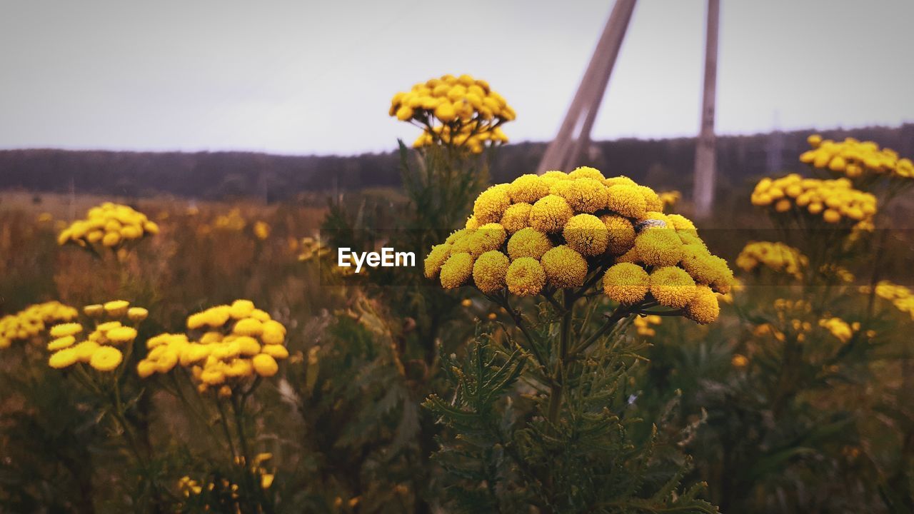 Close-up of yellow flowering plants on field against sky