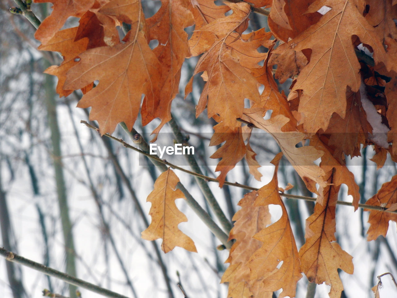 CLOSE-UP OF MAPLE LEAVES ON TREE