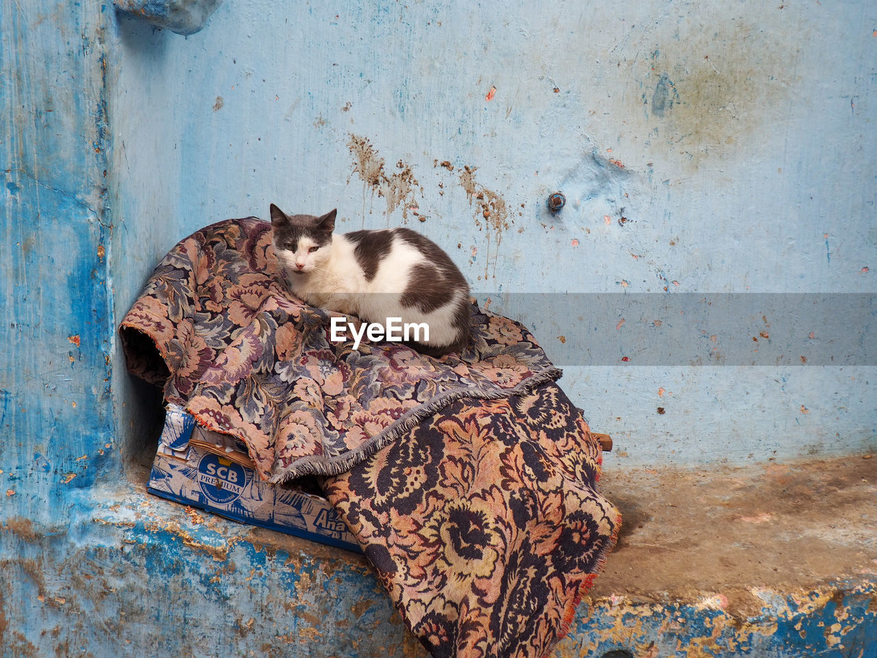 cat, animal, animal themes, blue, no people, one animal, mammal, art, domestic animals, pet, wall - building feature, feline, day, weathered, rusty