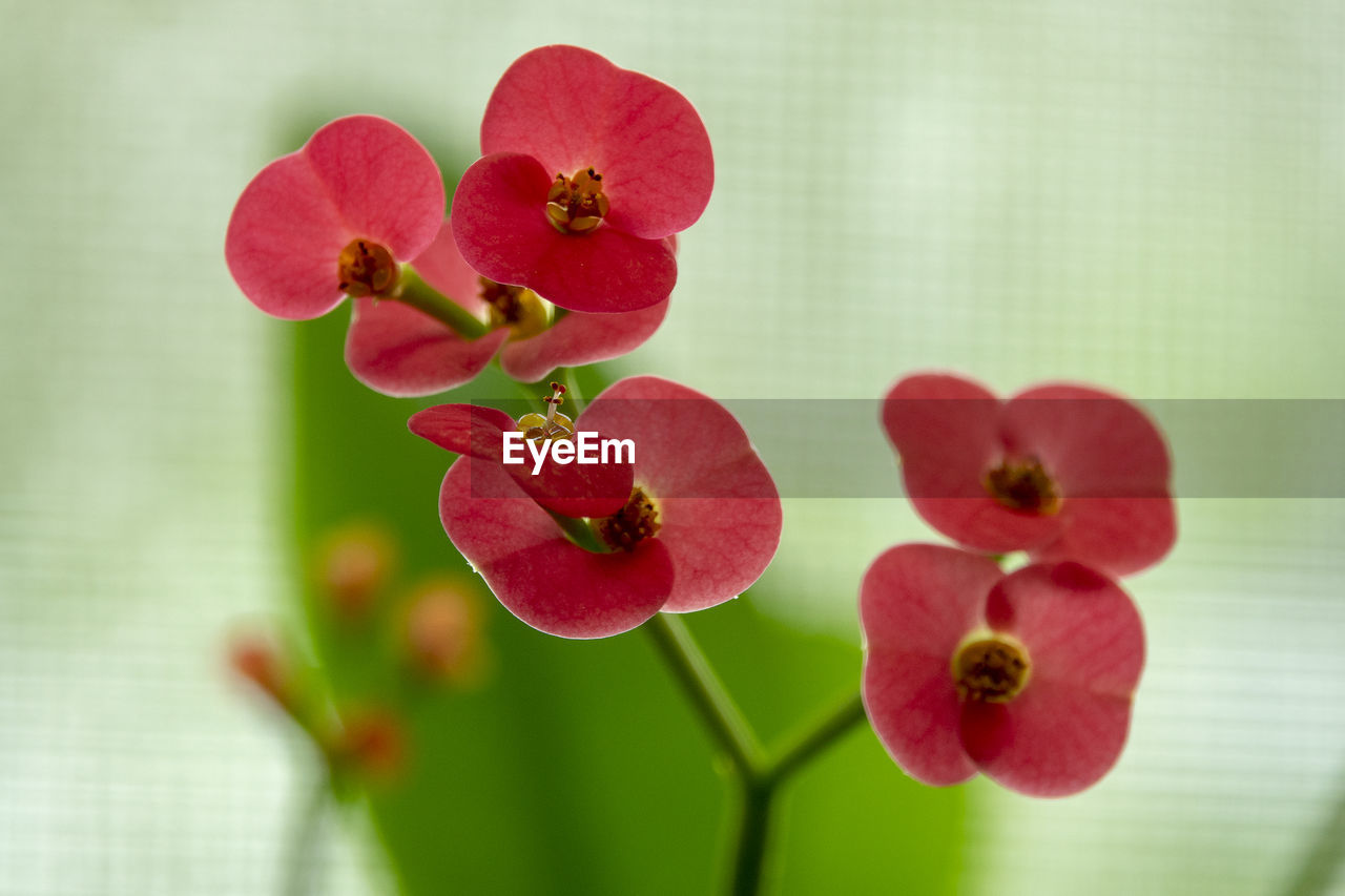 CLOSE-UP OF PINK ROSE WITH RED FLOWER