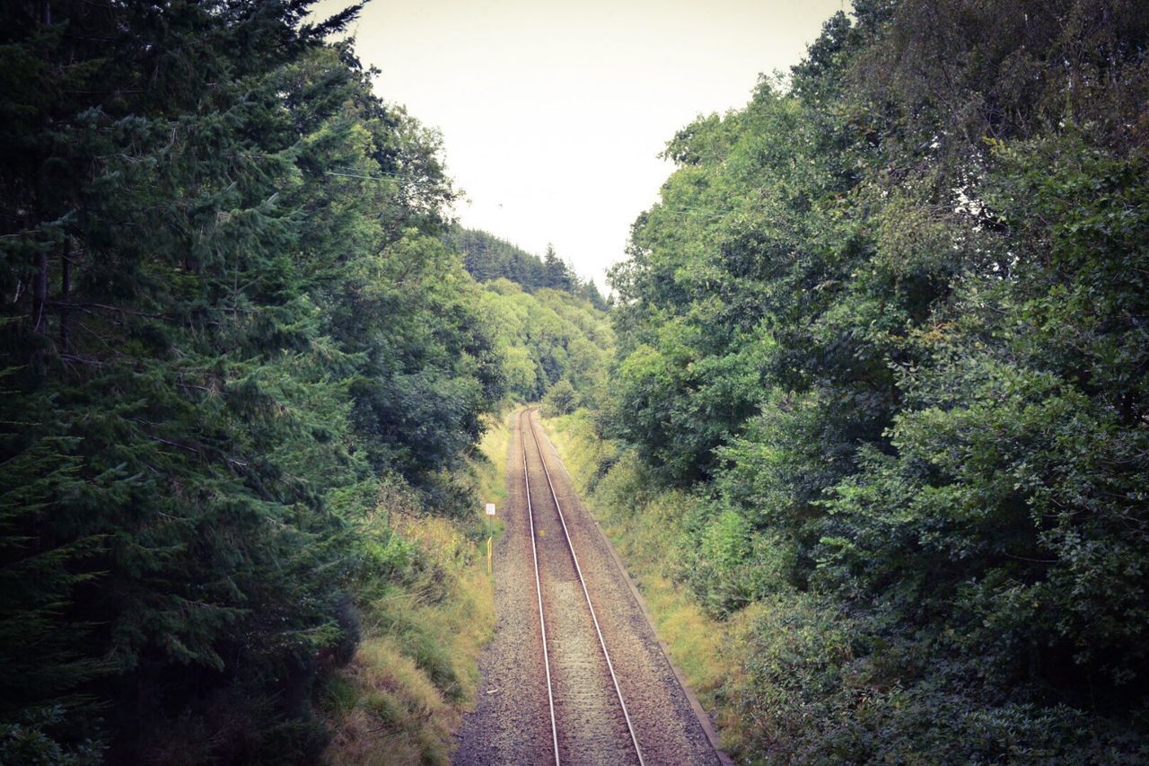 RAILROAD TRACKS IN FOREST AGAINST CLEAR SKY