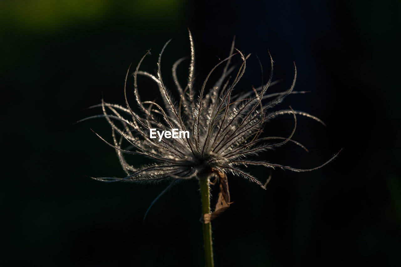 close-up of dandelion on plant