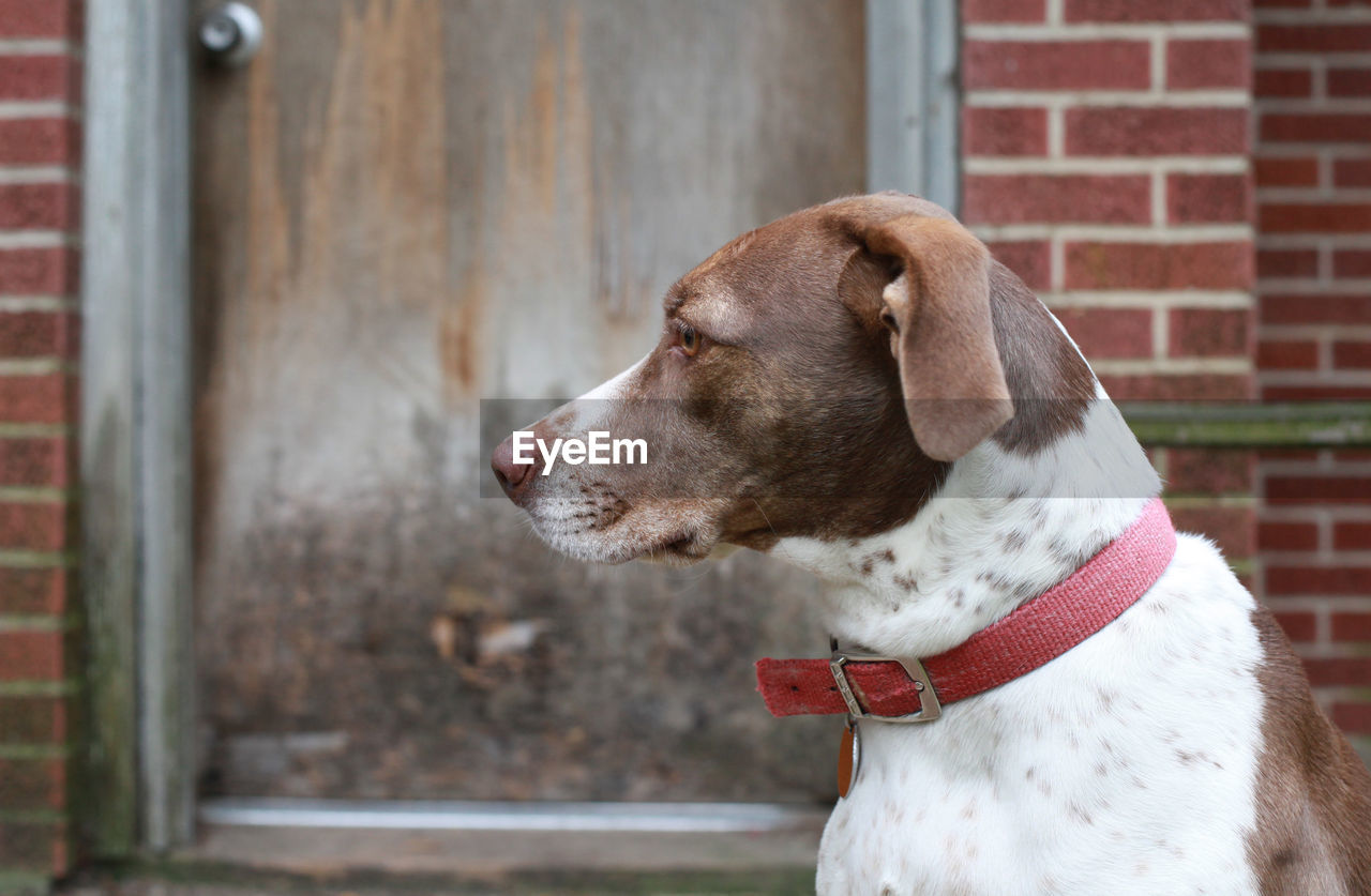 Bird dog waiting to go inside