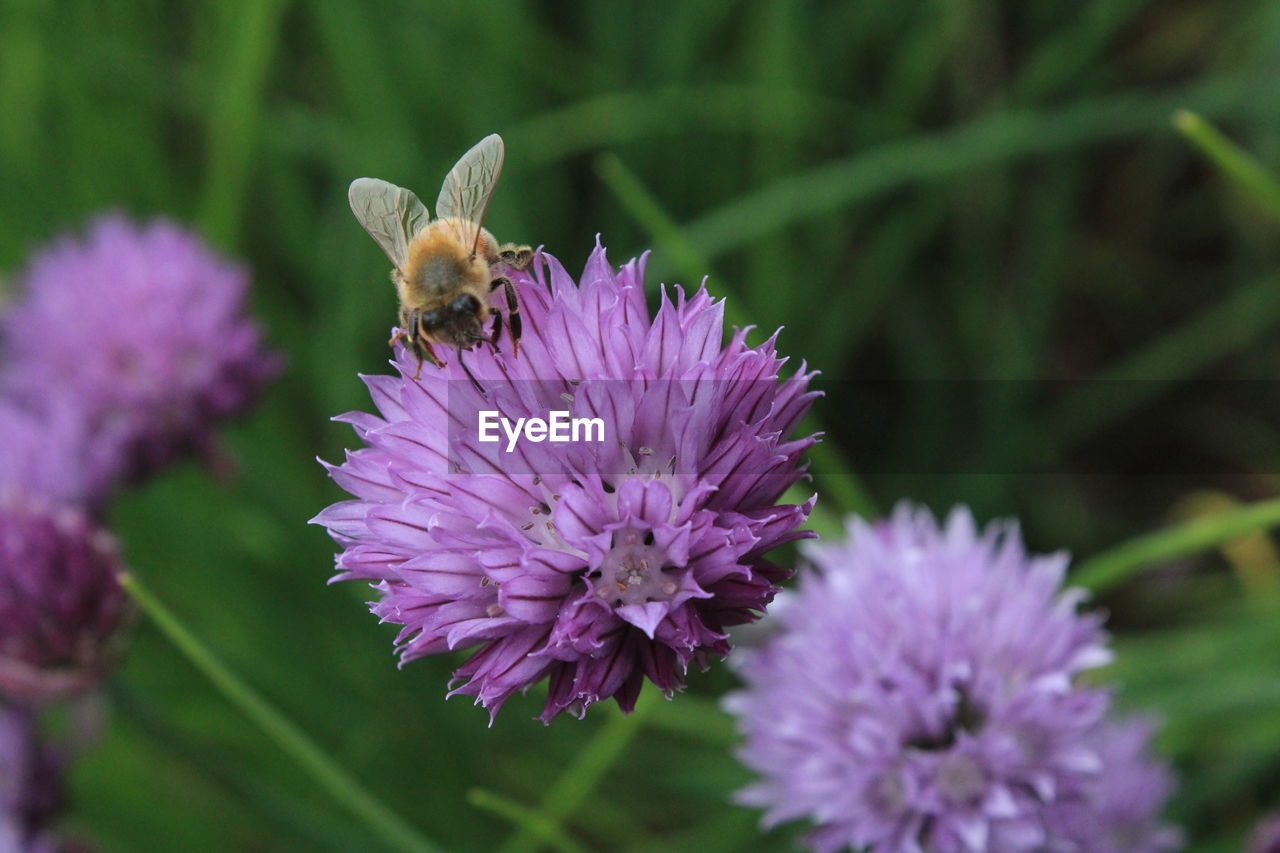 CLOSE-UP OF BEE POLLINATING ON FLOWER