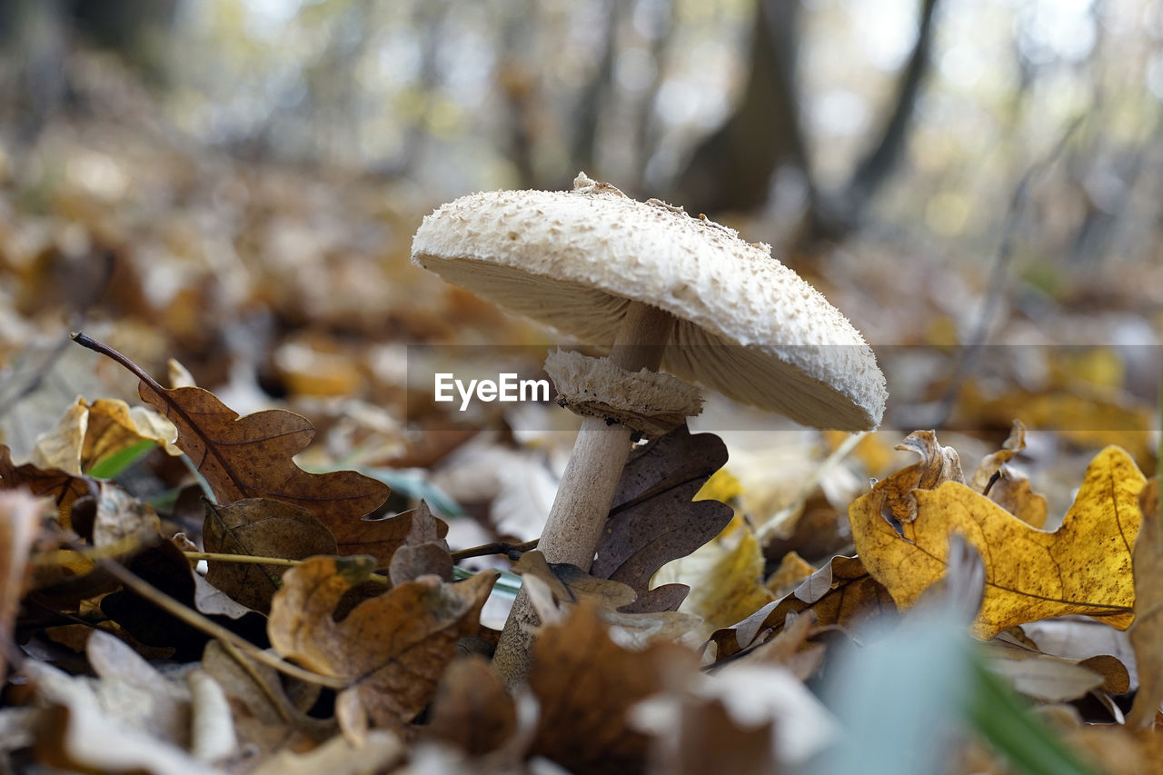 CLOSE-UP OF MUSHROOMS ON DRY LEAVES DURING AUTUMN