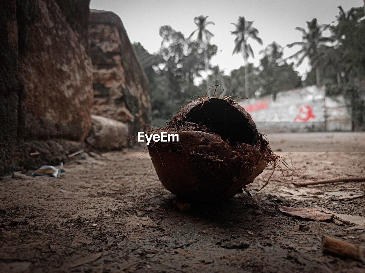 Close-up of abandoned coconut shell