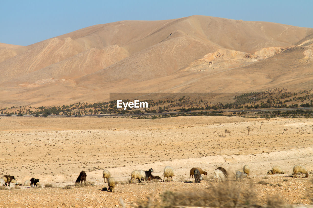 Desert in syria