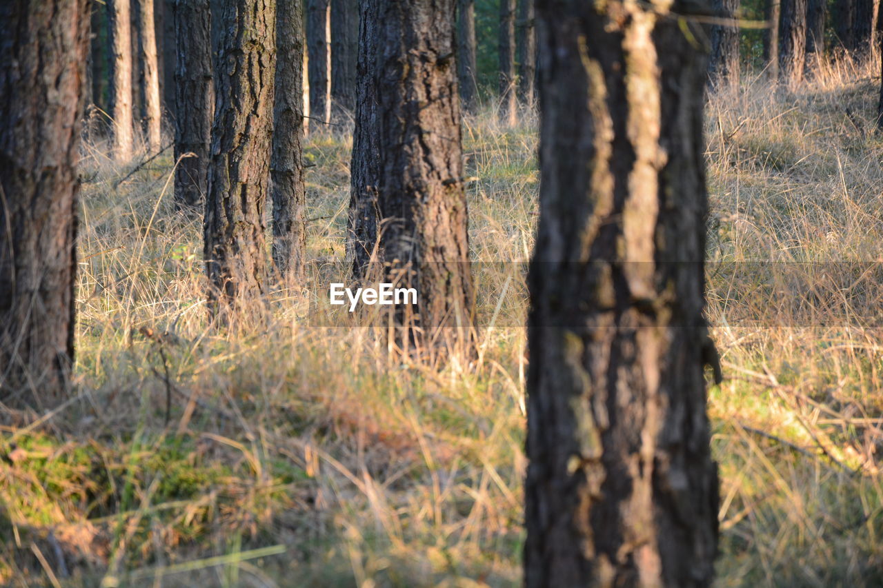 VIEW OF TREE IN FOREST