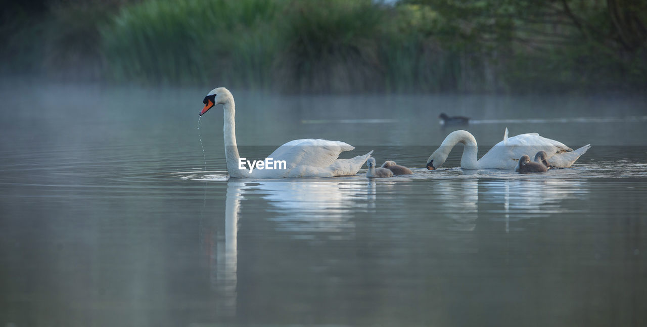 SWANS SWIMMING IN A WATER