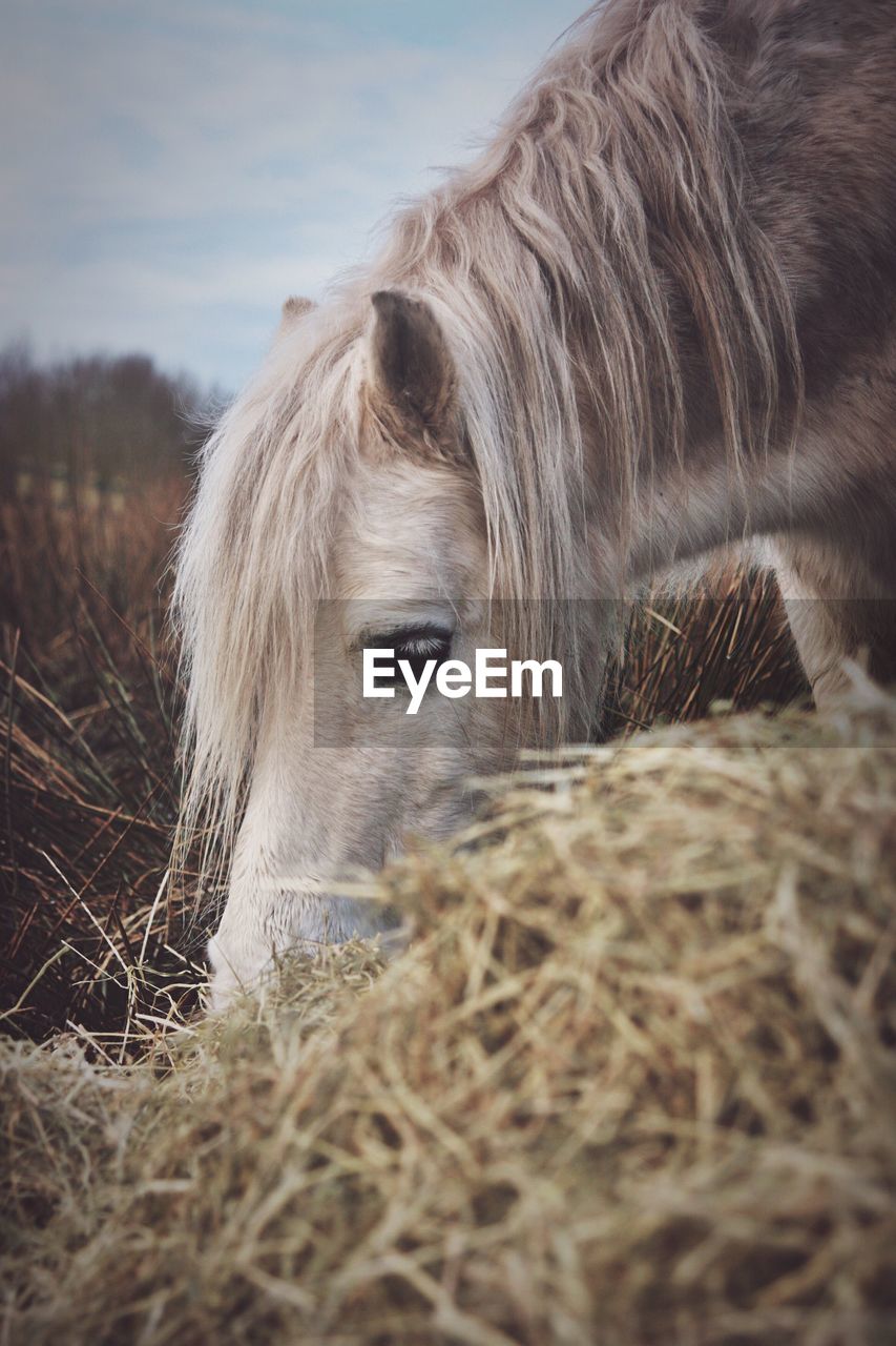 Horse feeding on straw