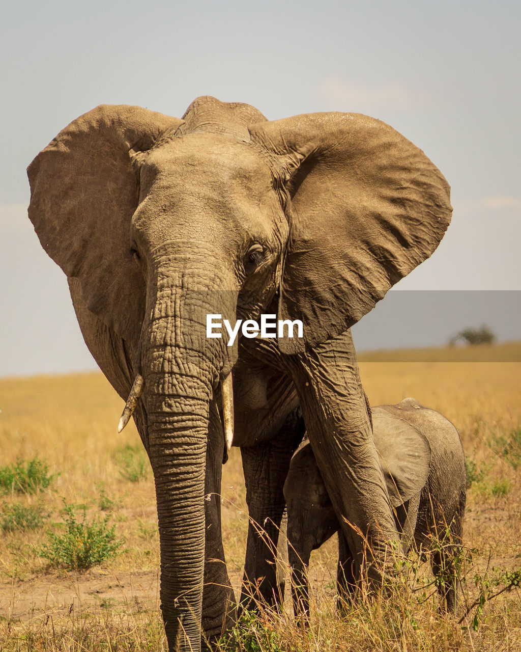 Elephant with calf in savannah, kenya