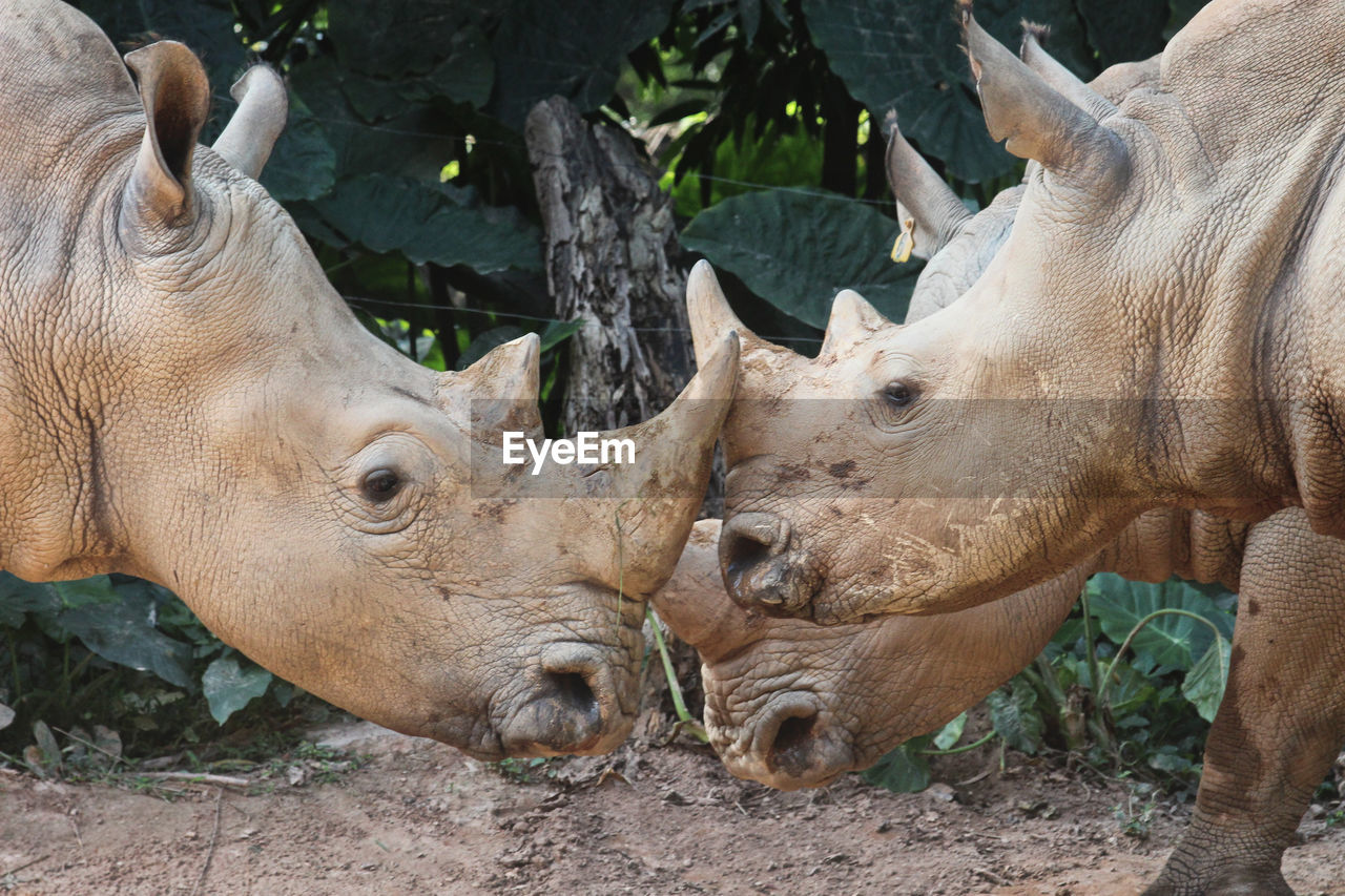 Animal Themes Animal Wildlife Animals In The Wild Close-up Day Mammal Nature No People Outdoors Rhino Rhinoceros Rhinos White Rhino White Rhinoceros