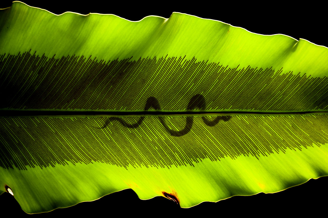 DIGITAL COMPOSITE IMAGE OF YELLOW LEAVES ON PLANT