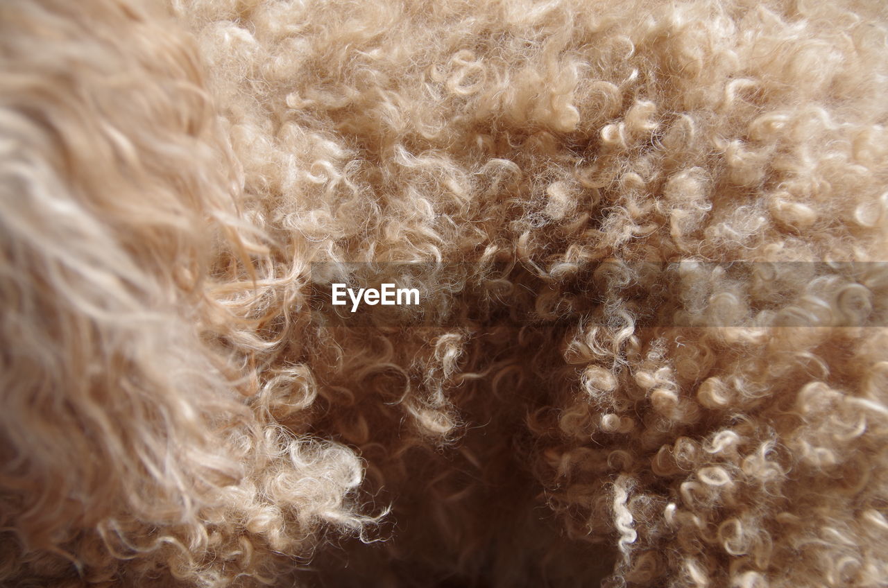 Close-up of dog hair